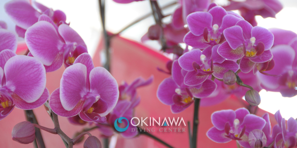 沖縄ダイビングセンター