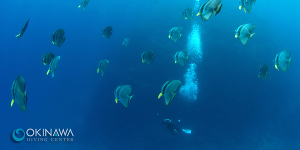 沖縄ダイビングセンター