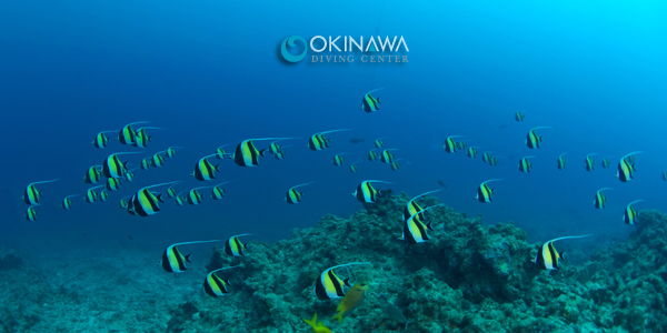 20110413-tsunodashi1