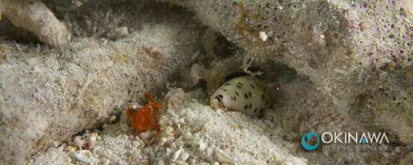 恩納村 ダイビング