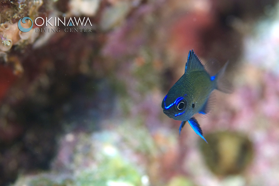 アマミスズメダイ　幼魚