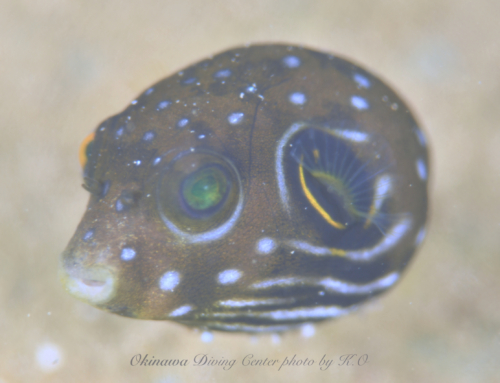 クリスマスはノーゲスでした。。。