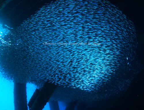 まだ居ます！！