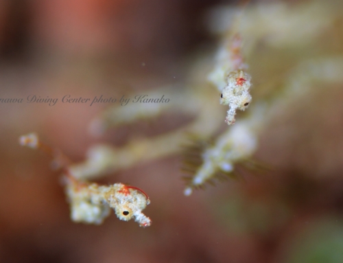 今年も残り数日。。。