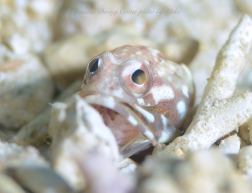 今年もわずかあと1ヶ月！