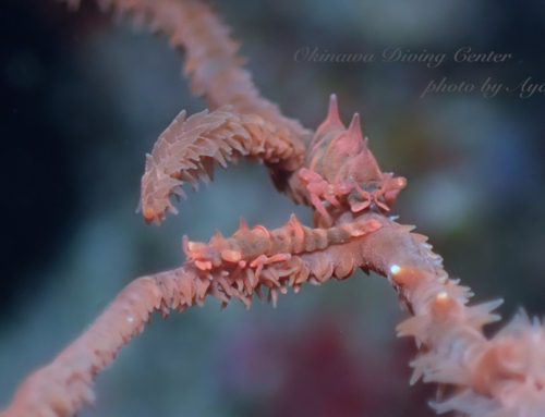 エビ率高め（笑）