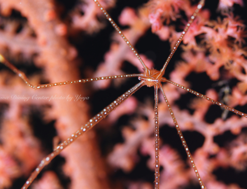 春感じてます。