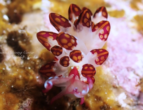 2月はあっという間！