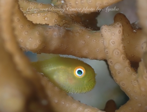 年始ストックもそろそろ終わりでーす。