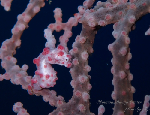 本日スノームーン！