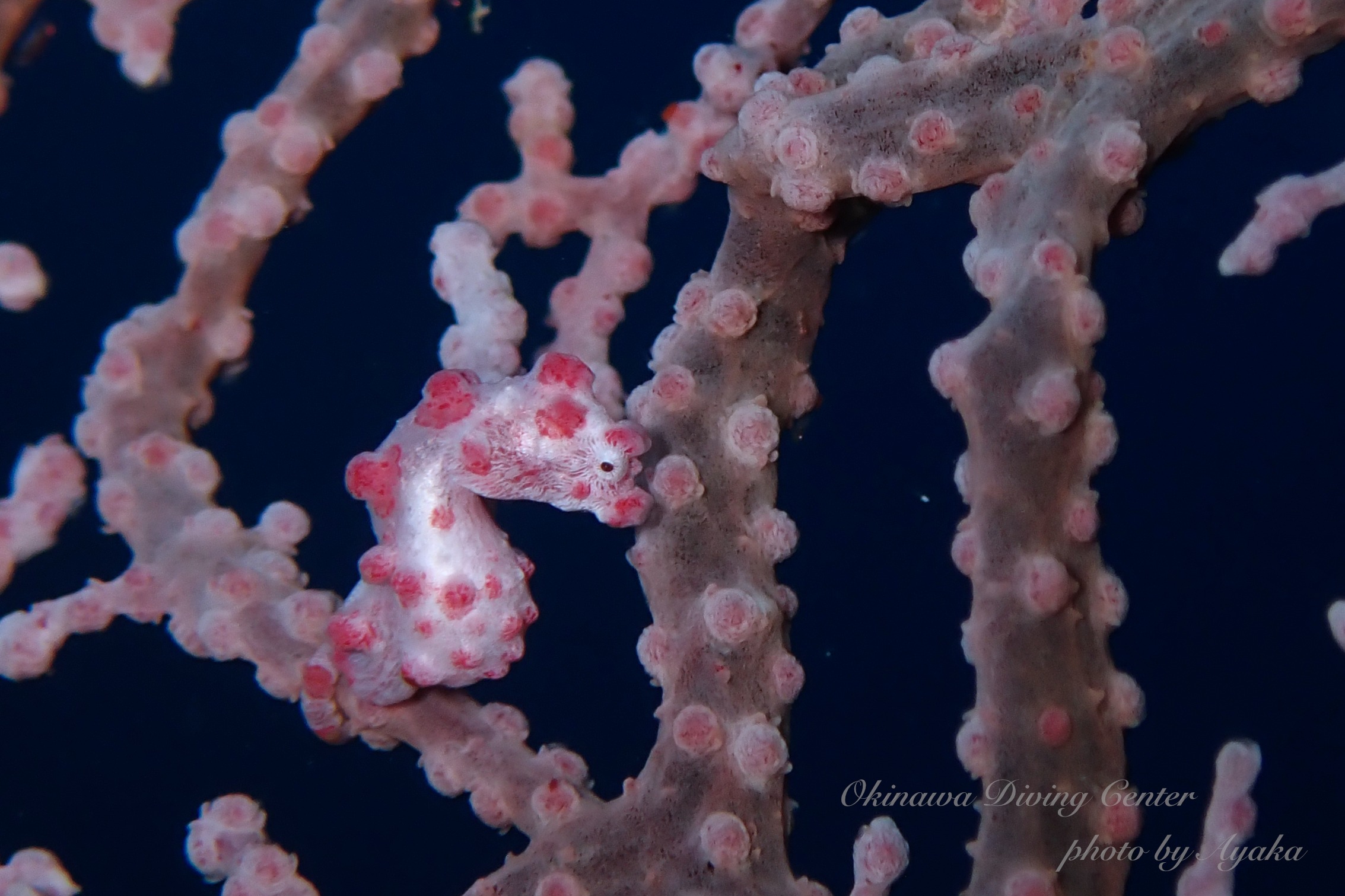 ピグミーシーホース