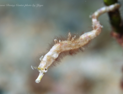 地味だけど。。。