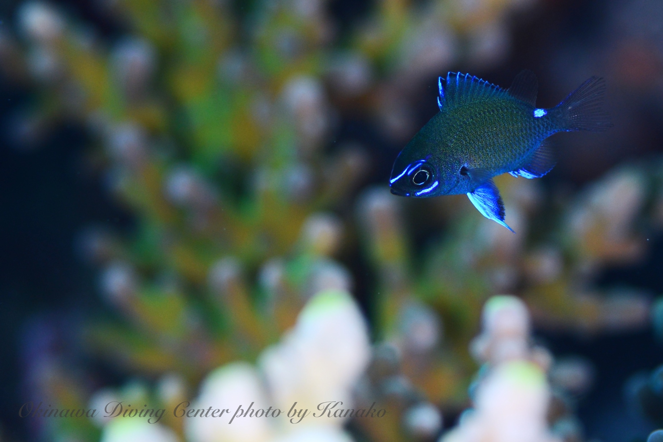 アマミスズメダイyg