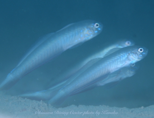 サンゴの日！！