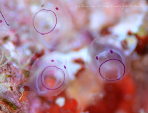 サカナの日〜♪